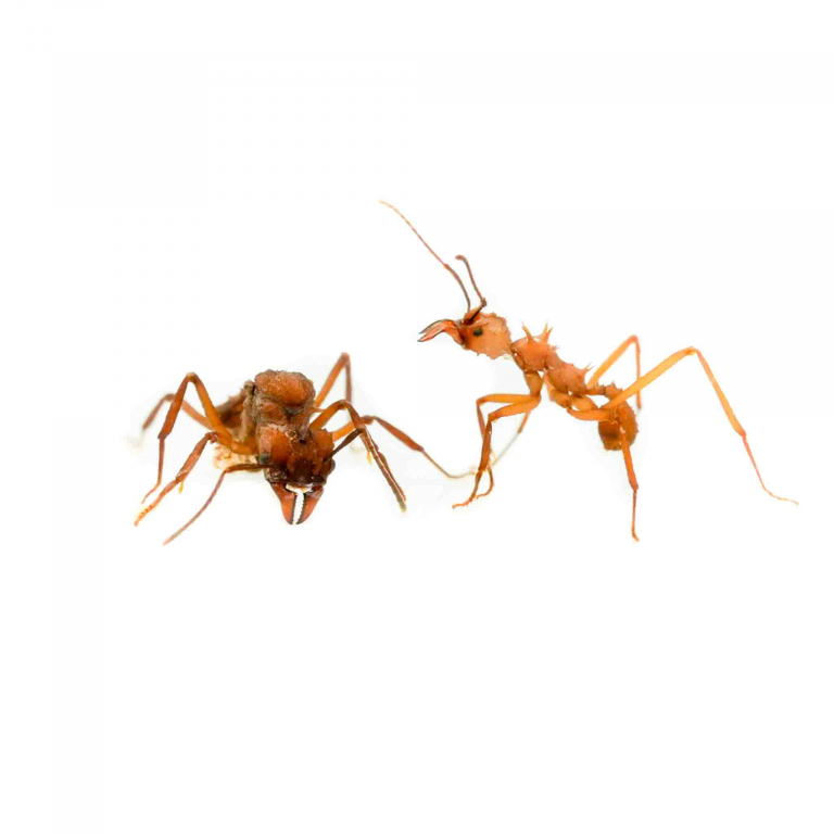 1004964_acromyrmex echimatior_ arbeiten und konigin.jpeg